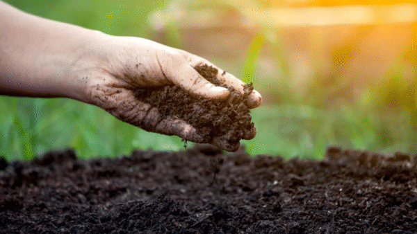 Fertilizer and soil enhancement